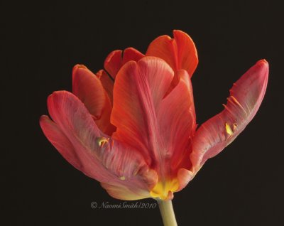 Rococo - Parrot Tulip F10 #6428