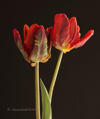 Rococo - Parrot Tulip F10 #6436.jpg