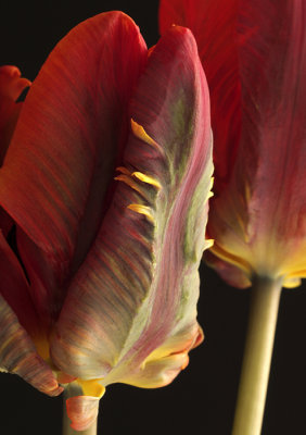 Rococo - Parrot Tulip F10 #6442