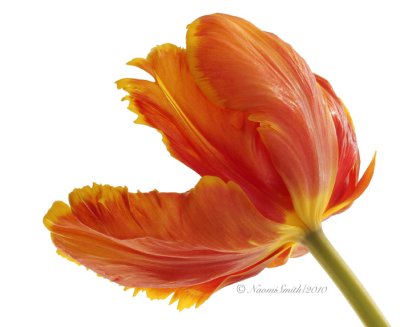 Apricot - Parrot Tulip2 F10 #6556