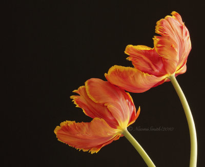 Apricot - Parrot Tulip F10 #6466