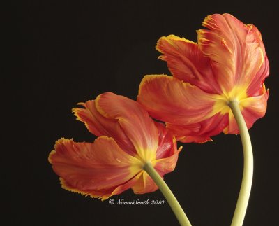 Apricot - Parrot Tulip F10 #6486