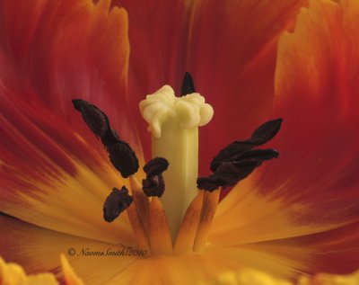Apricot - Parrot Tulip F10 #6497