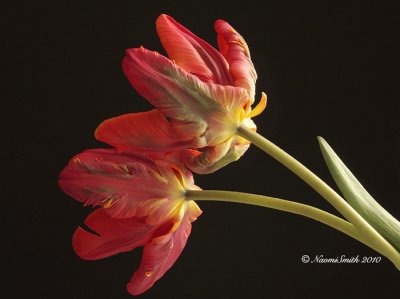 Rococo - Parrot Tulip F10 #6528