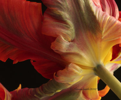 Rococo - Parrot Tulip F10 #6542