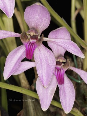 Ancistrochilus rothchilianus F10 #6655