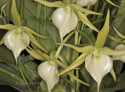 Angraecum Veitchii F10 #6640