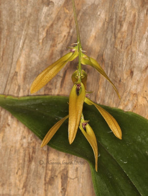 Bulbophyllum wellichii F10 #6686