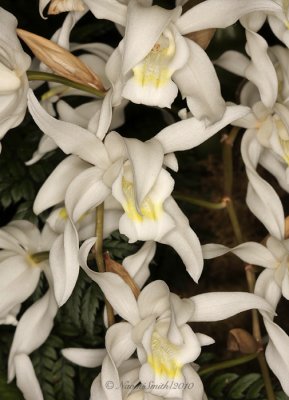 Coelogyne huettneriana V lactea F10 #6625