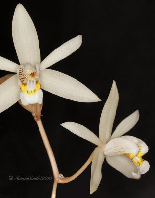 Coelogyne F10 #6620