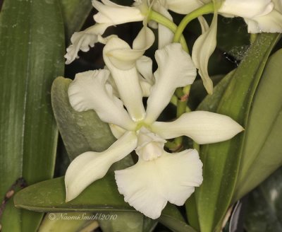 Epidendrum Atrowalker F10 #6741