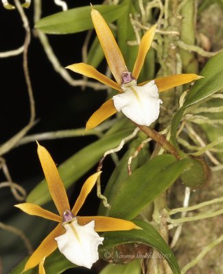 Epidendrum polybulbon F10 #6667