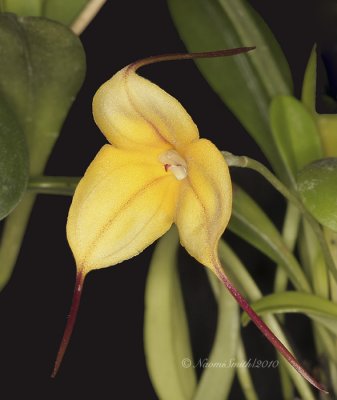 Masdevallia Sunny Angel F10 #6677