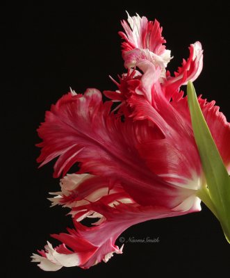 Estella Rijnveld - Parrot Tulip F10 #6803