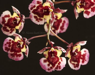 Equitant Oncidium F10 #6846