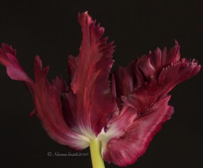 Black Parrot Tulip F10 #6825