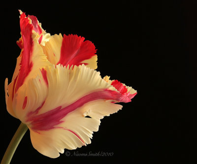 Flaming Parrot Tulip F10 #6895