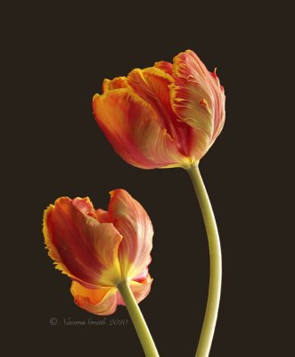 Apricot - Parrot Tulip F10 #6393