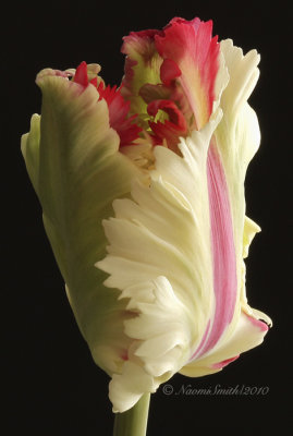 Flaming Parrot Tulip F10 #6953