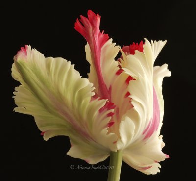 Flaming Parrot Tulip F10 #6980