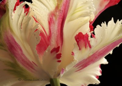 Flaming Parrot Tulip F10 #7071