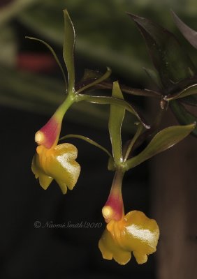 Epidendrum Candy Dandy F10 #7095