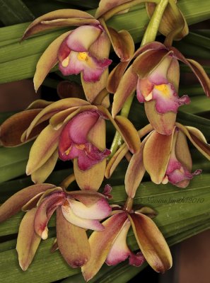 Cymbidium Wilpena Erna F10 #7146