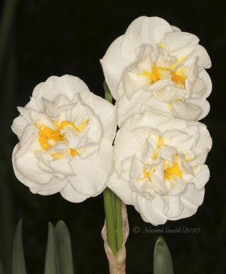 Daffodil Bridal Crown F10 #7155
