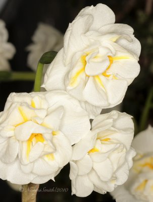 Daffodil Bridal Crown F10 #7163