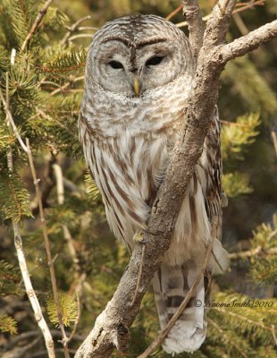 Barred Owl - Strix varia MR10 #7339