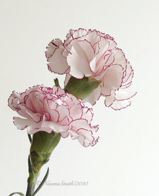 Carnations MR10 #7495