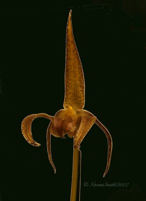 Bulbophyllum lobbii AP7 #3775