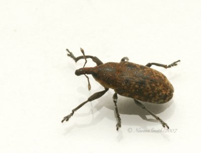 Weevil AP7 #3896