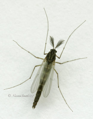 Chironomid Midge  AP7 #3945