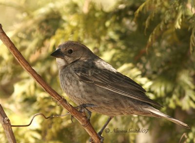 Brown-headed Cowbird/female AP7 #4080