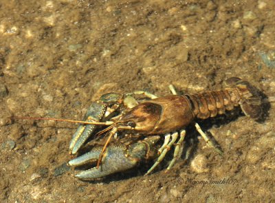 Crayfish AP7 #4215