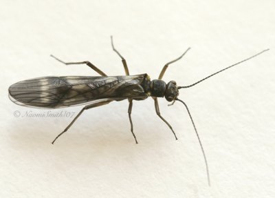 Winter Stonefly-Plecoptera  AP7 #4253