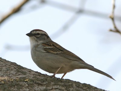 Chipping sparrow -  (Spizella passerina)  AP7 #4422