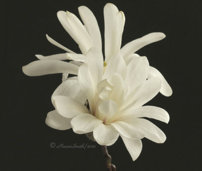 Magnolia stellata -Royal Star AP10 #9500