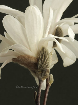 Magnolia stellata -Royal Star AP10 #9506