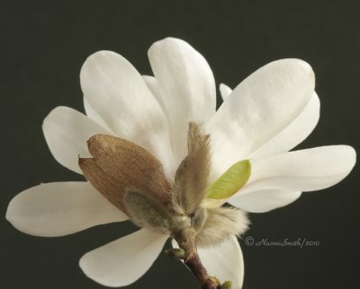 Magnolia stellata -Royal Star AP10 #9510