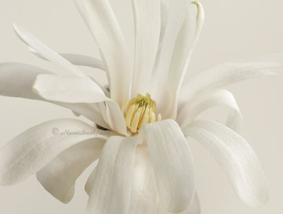 Magnolia stellata -Royal Star AP10 #9514