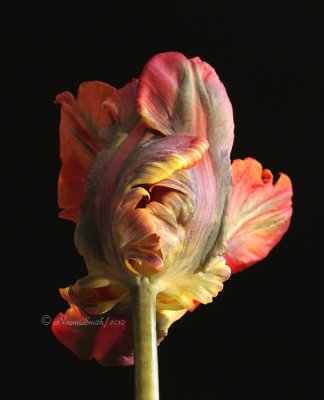 Blumex Parrot Tulip AP10 #0052