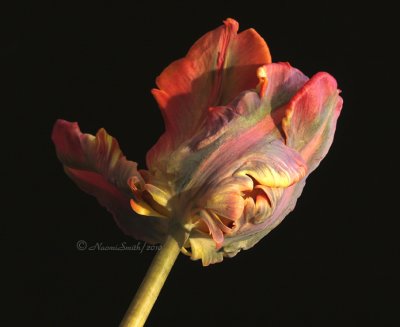 Blumex Parrot Tulip AP10 #0046