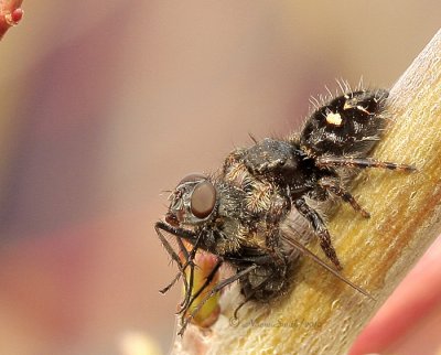 Phidippus regius with prey AP10 #8804