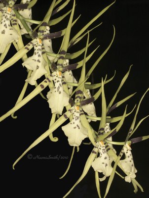 Brassia rex - Lea AP10 #9800