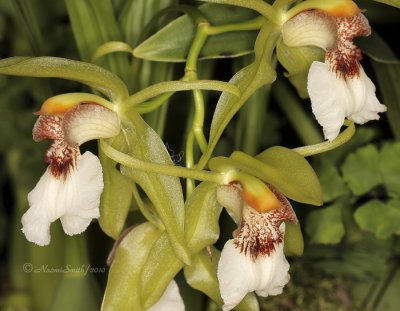 Coelogyne merrillii Hayna AP10 #9816