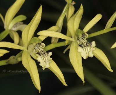 Coelogyne Species and Hybrids