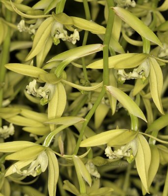Coelogyne parishii AP10 #9838