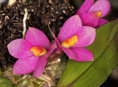 Dendrobium laevifolium AP10 #9908